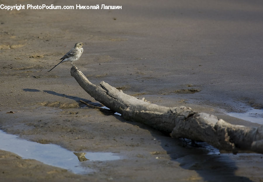 Bird, Robin, Sparrow, Anthus, Beach, Coast, Outdoors