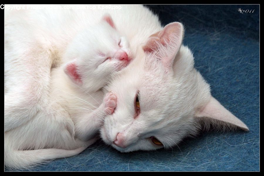 Animal, Cat, Pet, Siamese, Kitten, Mammal, Manx