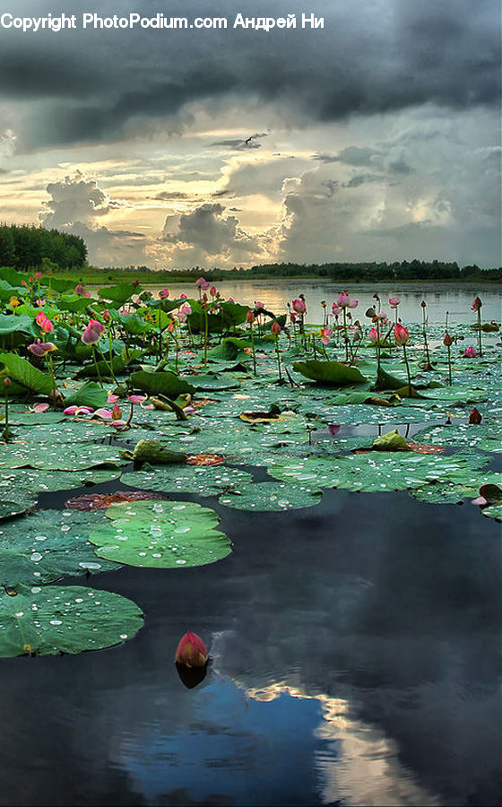 Flower, Lily, Plant, Pond Lily, Outdoors, Pond, Water
