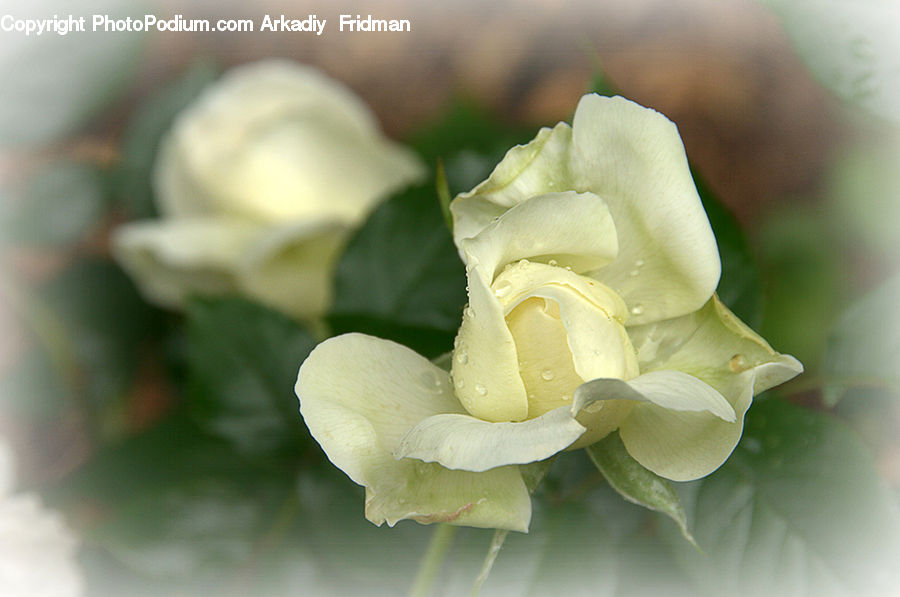Flower, Flower Arrangement, Flower Bouquet, Blossom, Flora, Plant, Floral Design