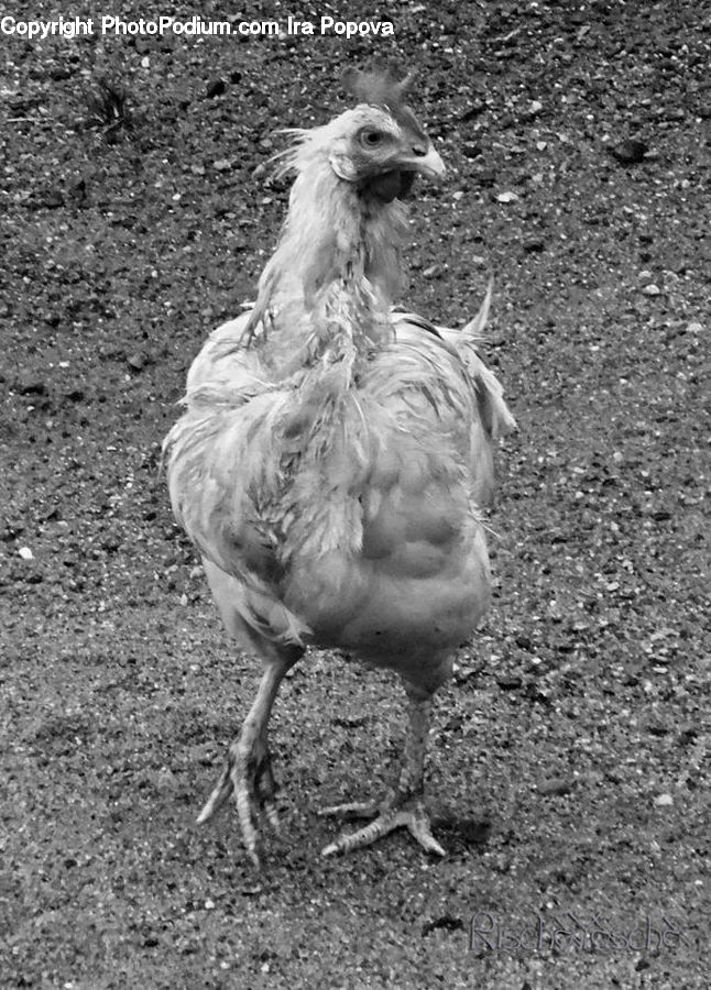 Bird, Chicken, Cock Bird, Fowl, Rooster, Waterfowl, Animal