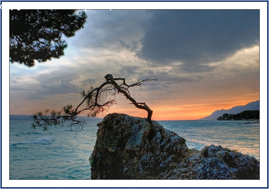 Plant, Tree, Coast, Island, Land, Sea, Horizon