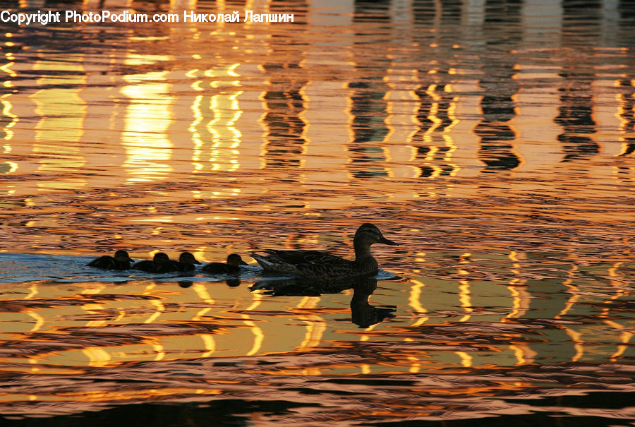 Bird, Waterfowl, Goose, Black Swan, Swan, Outdoors, Ripple