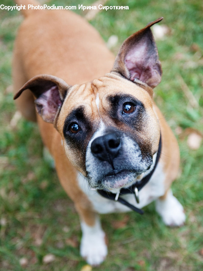 Animal, Boxer, Bulldog, Canine, Dog, Mammal, Pet
