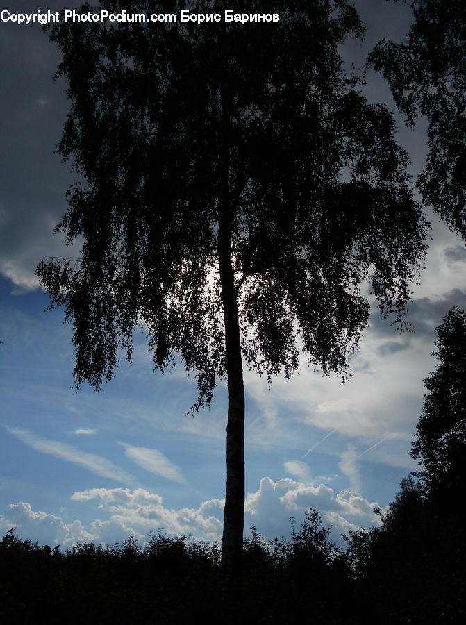Plant, Tree, Conifer, Fir, Oak, Wood, Forest