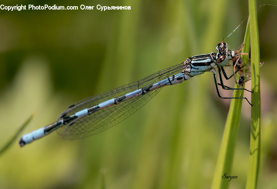 Anisoptera, Dragonfly, Insect, Invertebrate