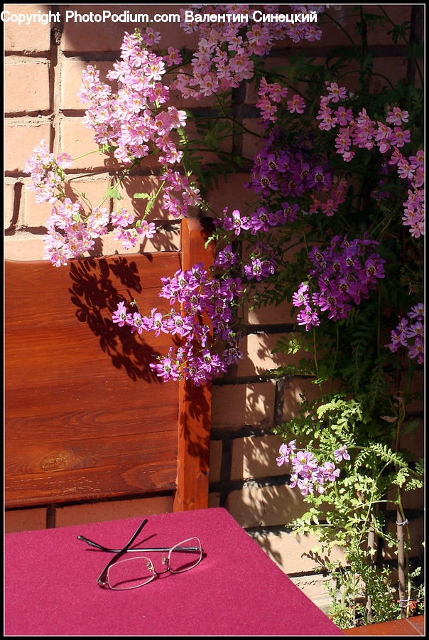 Plant, Potted Plant, Bonsai, Tree, Garden, Gardening, Blossom