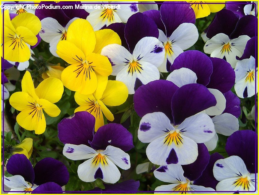 Blossom, Flora, Flower, Pansy, Plant, Violet, Crocus