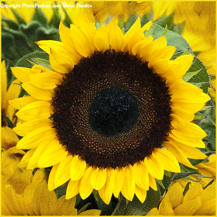 Blossom, Flora, Flower, Plant, Sunflower, Daisies, Daisy