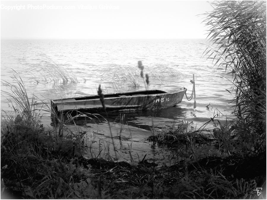 Dock, Landing, Pier, Grass, Plant, Reed, Boat