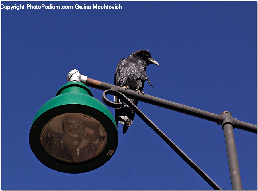 Bird, Blackbird, Crow, Buzzard, Harrier, Hawk, Vulture