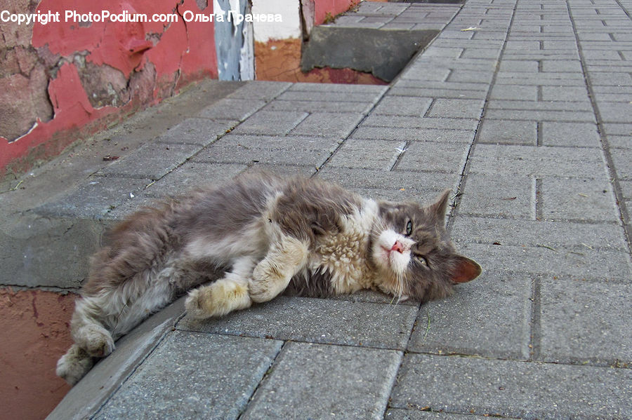 Adorable, Animal, Cat, Mammal, Manx, Pet, Kitten