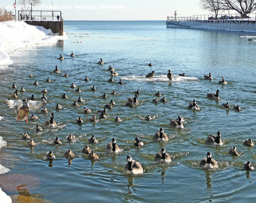 Coast, Outdoors, Sea, Water, Flock, Bird, Goose