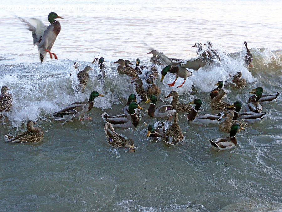 Bird, Duck, Mallard, Waterfowl, Teal, Goose