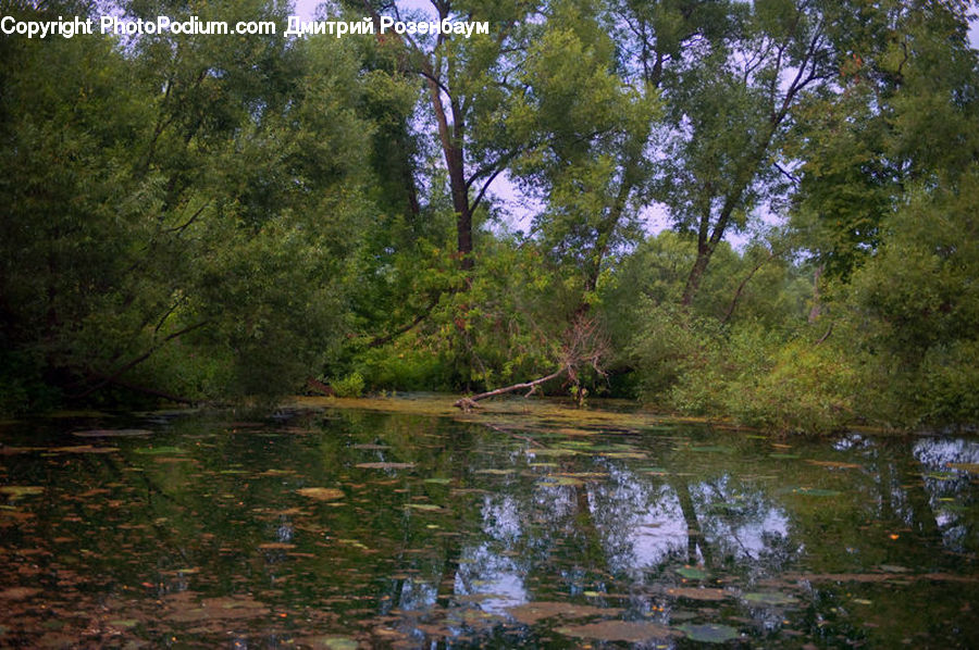 Outdoors, Pond, Water, Forest, Grove, Land, Vegetation