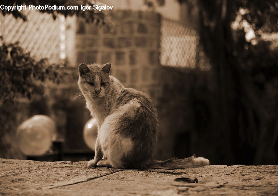 Animal, Zoo, Cat, Kitten, Mammal, Pet, Finger