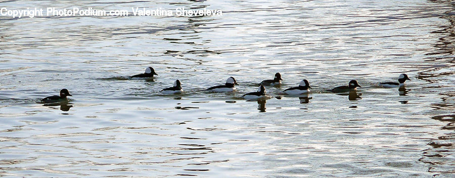 Bird, Goose, Waterfowl