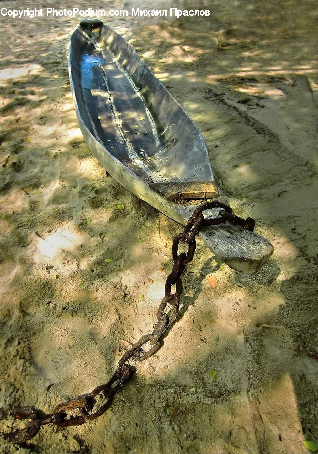 Amphibian, Salamander, Wildlife, Outdoors, Sand, Soil, Footwear