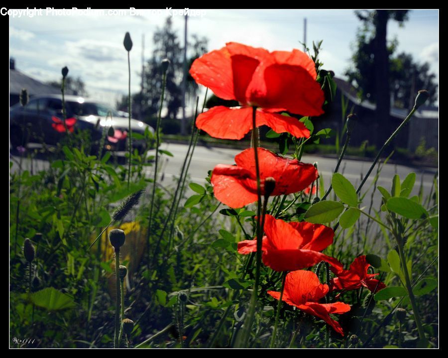 Blossom, Flora, Flower, Plant, Poppy, Geranium, Gladiolus