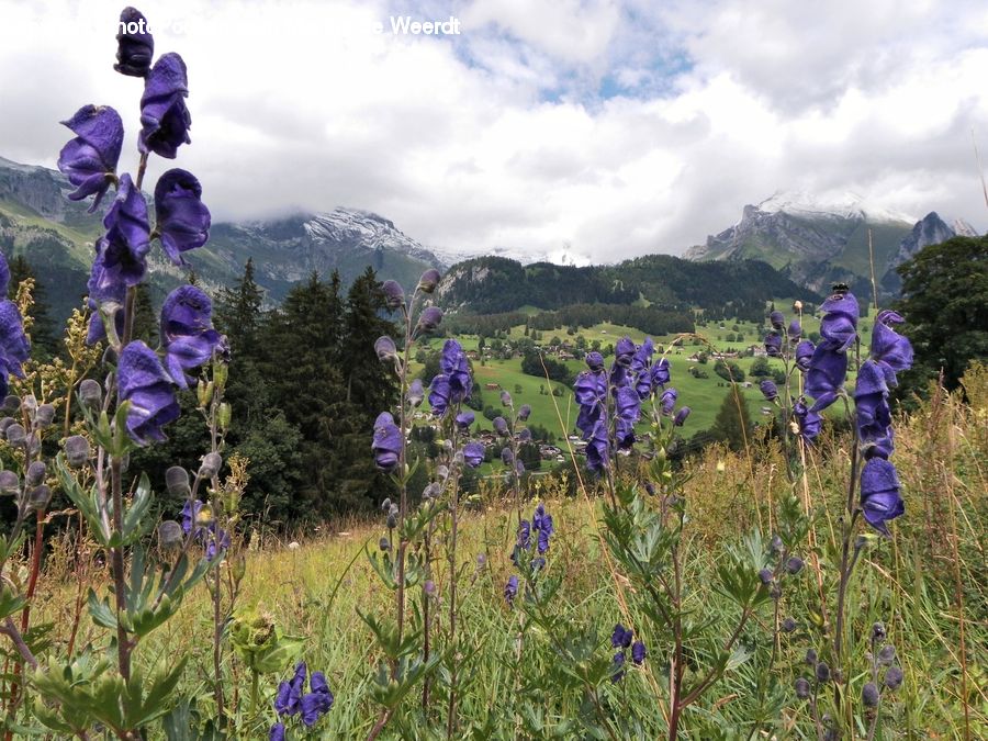 People, Person, Human, Flower, Lupin, Plant, Blossom
