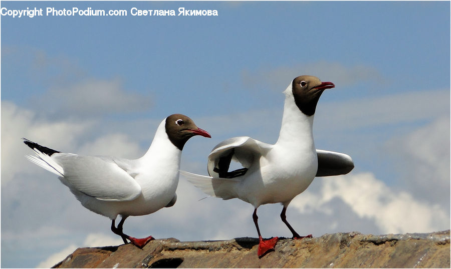 Bird, Booby, Seagull, Goose, Waterfowl, Beak, Dove
