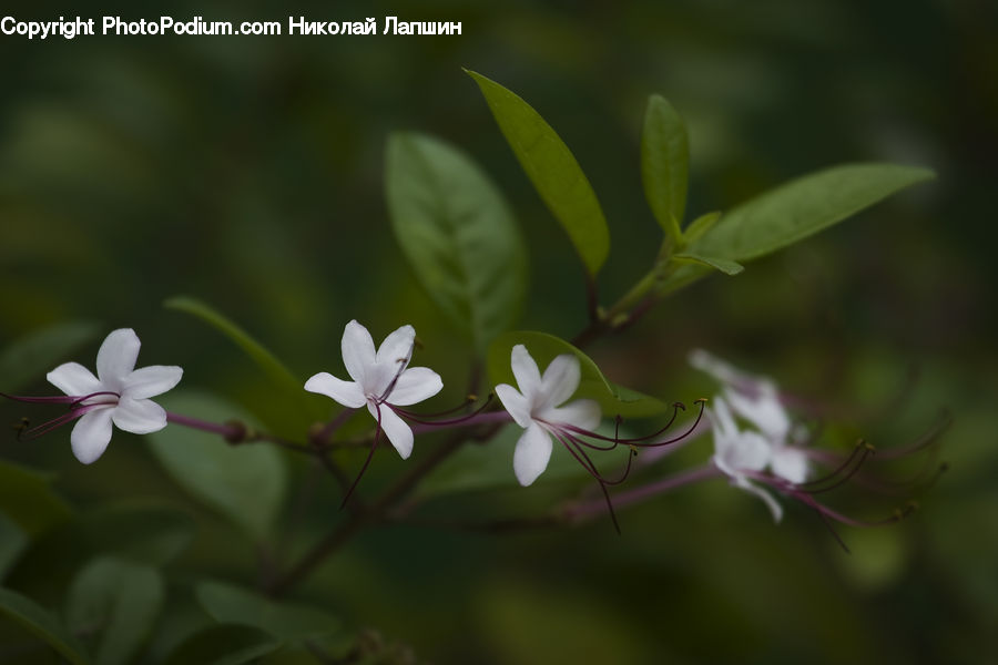 Blossom, Flora, Flower, Geranium, Plant, Arenaria, Aster