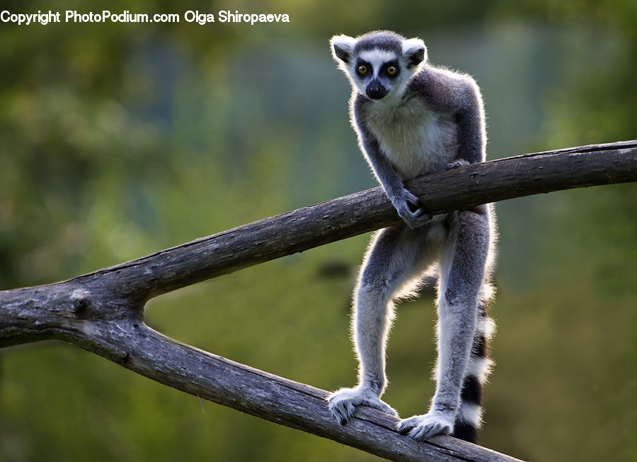 Animal, Lemur, Mammal, Monkey, Wildlife, Zoo, Bird