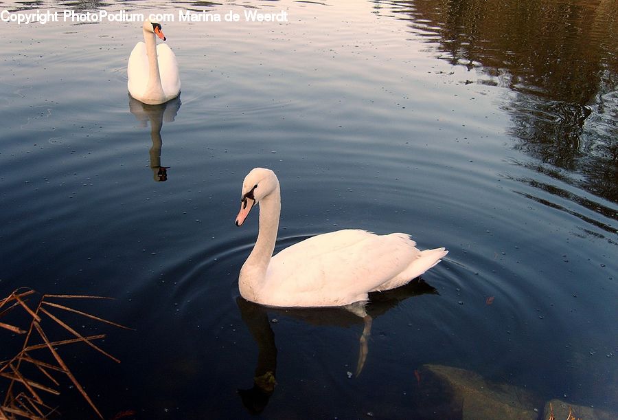 Outdoors, Ripple, Water, Bird, Swan, Waterfowl, Beak