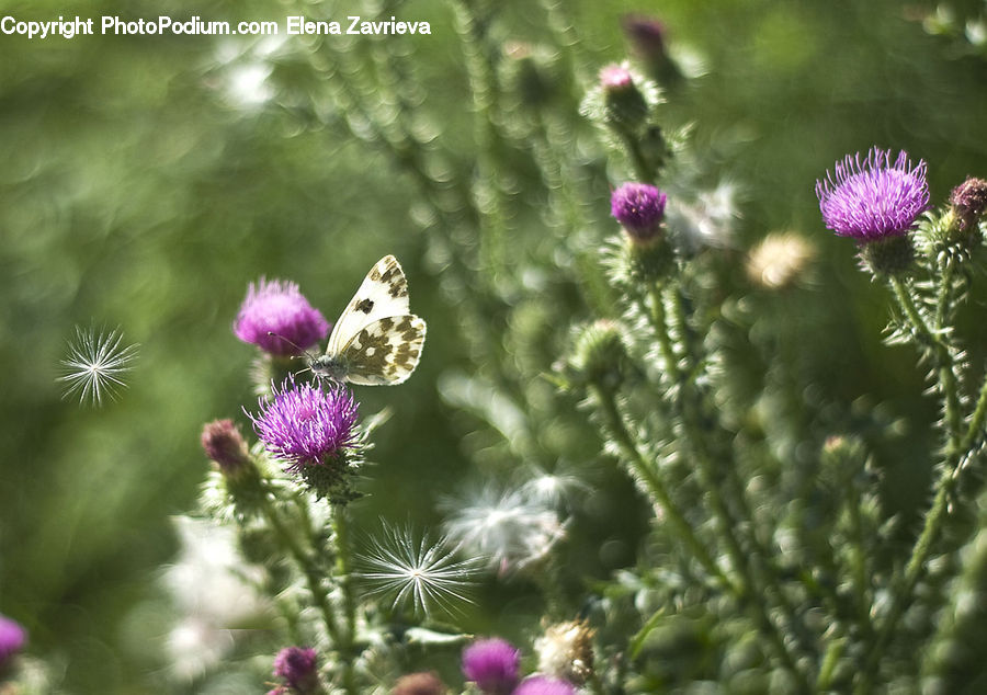 Flora, Flower, Plant, Thistle, Weed, Blossom, Asteraceae