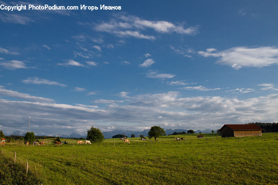 Field, Grass, Grassland, Land, Outdoors, Landscape, Nature