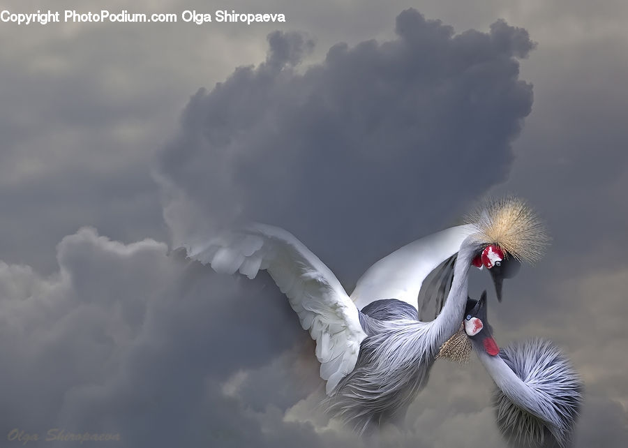 Bird, Crane Bird, Heron, Outdoors, Storm, Thunderstorm, Weather