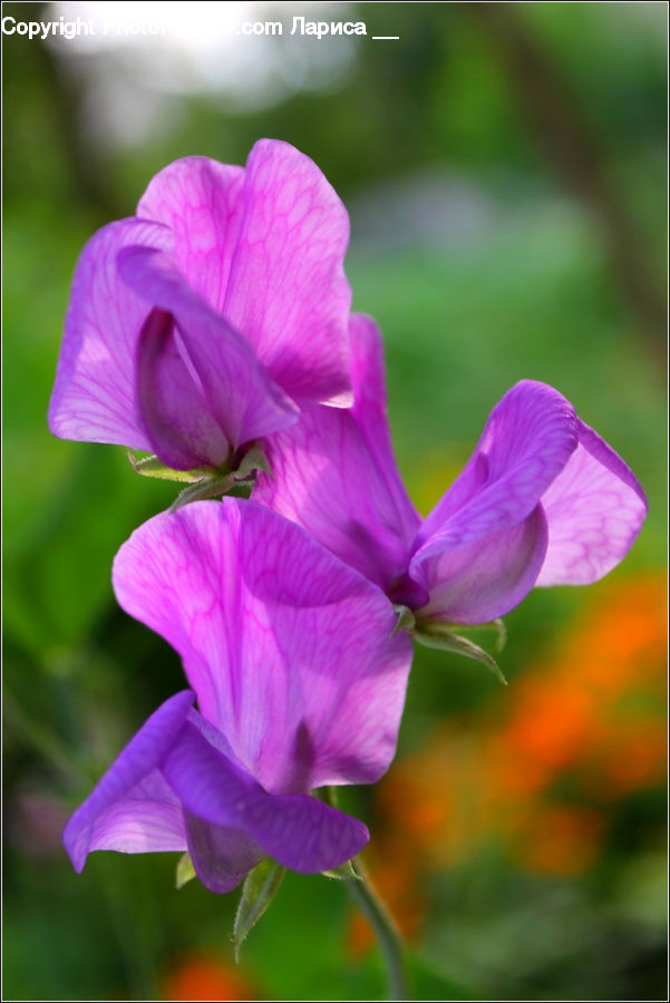 Blossom, Flora, Flower, Geranium, Plant, People, Person