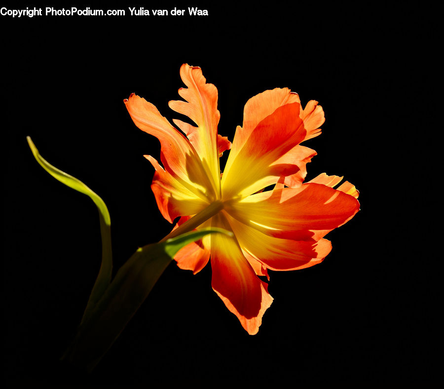 Flora, Flower, Gladiolus, Plant, Lily, Blossom, Geranium