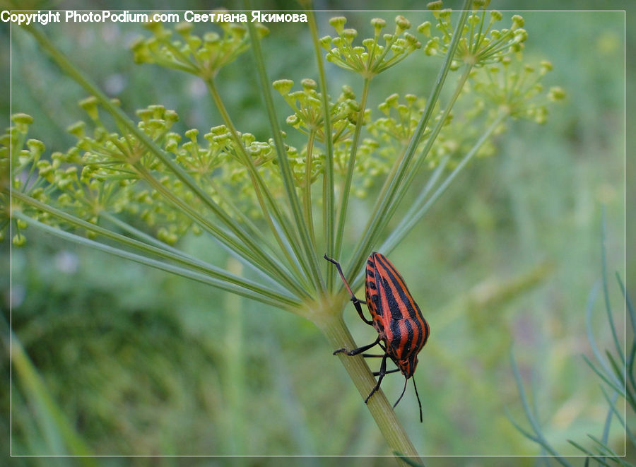 Dill, Plant