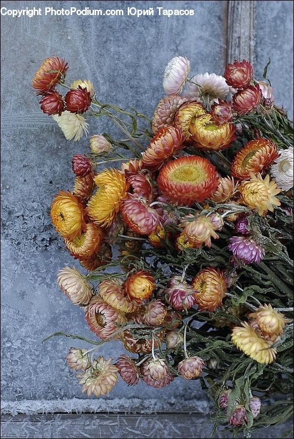 Plant, Potted Plant, Basket, Art, Modern Art, Blossom, Carnation