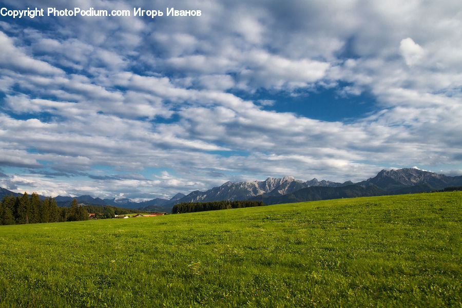 Field, Grass, Grassland, Land, Outdoors, Meadow, Pasture