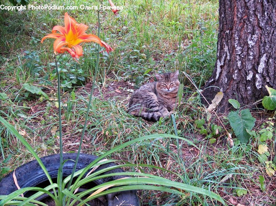 Flora, Flower, Lily, Plant, Animal, Cat, Mammal