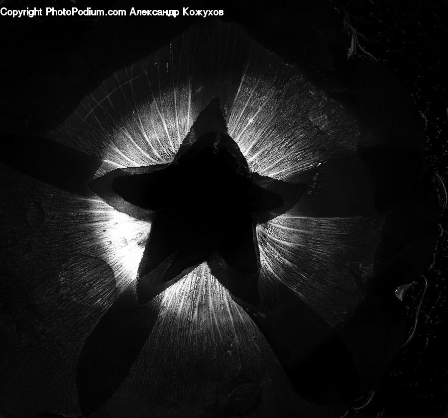 Silhouette, Blossom, Flora, Flower, Petal, Plant, Maple