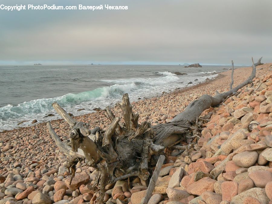 Coast, Outdoors, Sea, Water, Driftwood, Wood, Alligator