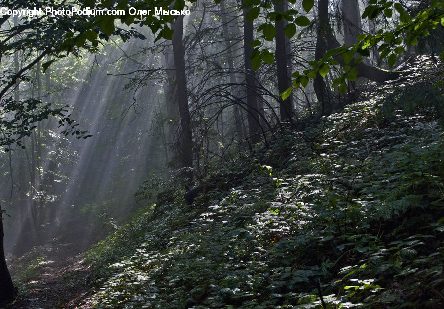 Forest, Vegetation, Jungle, Rainforest, Flare, Light, Sunlight