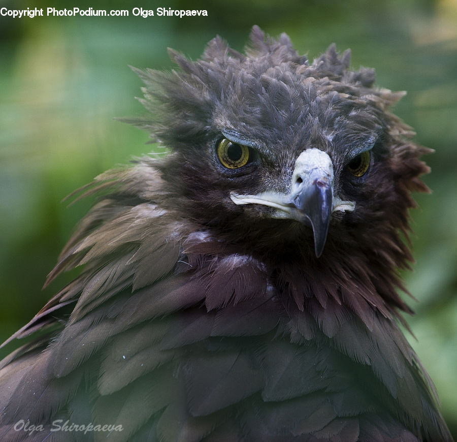 Bird, Eagle, Beak
