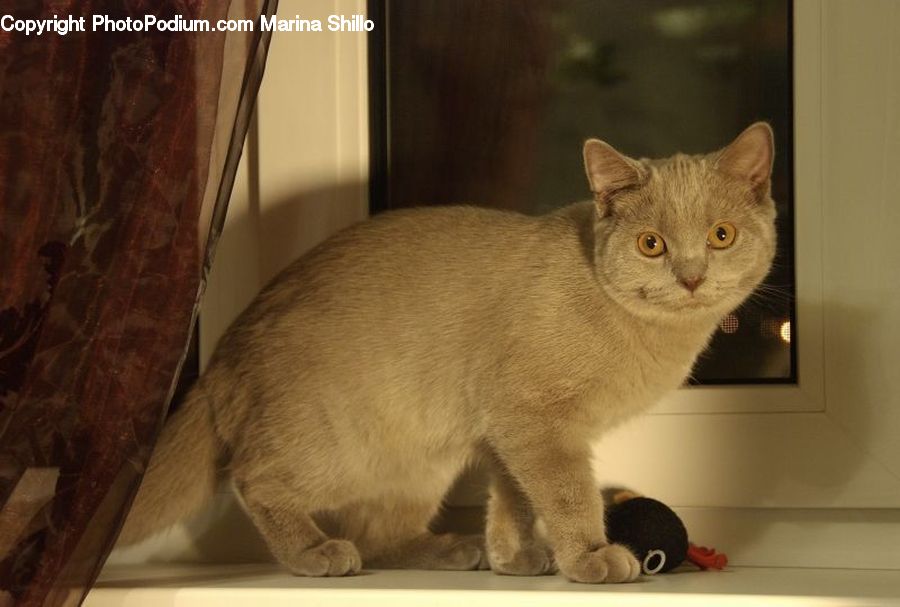 Animal, Cat, Pet, Siamese, Abyssinian, Mammal, Manx