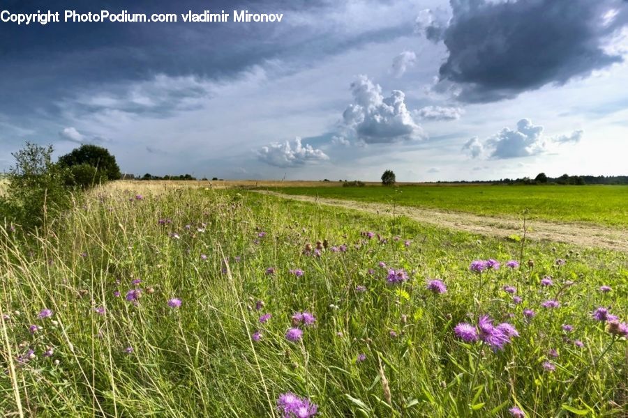 Countryside, Field, Grass, Grassland, Outdoors, Azure Sky, Cloud