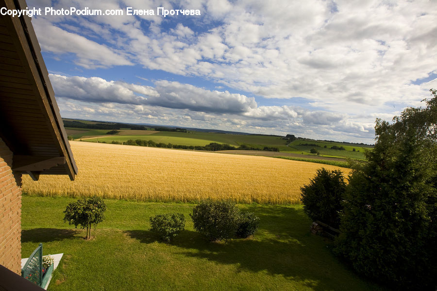 Field, Grass, Grassland, Land, Outdoors, Lawn, Dirt Road