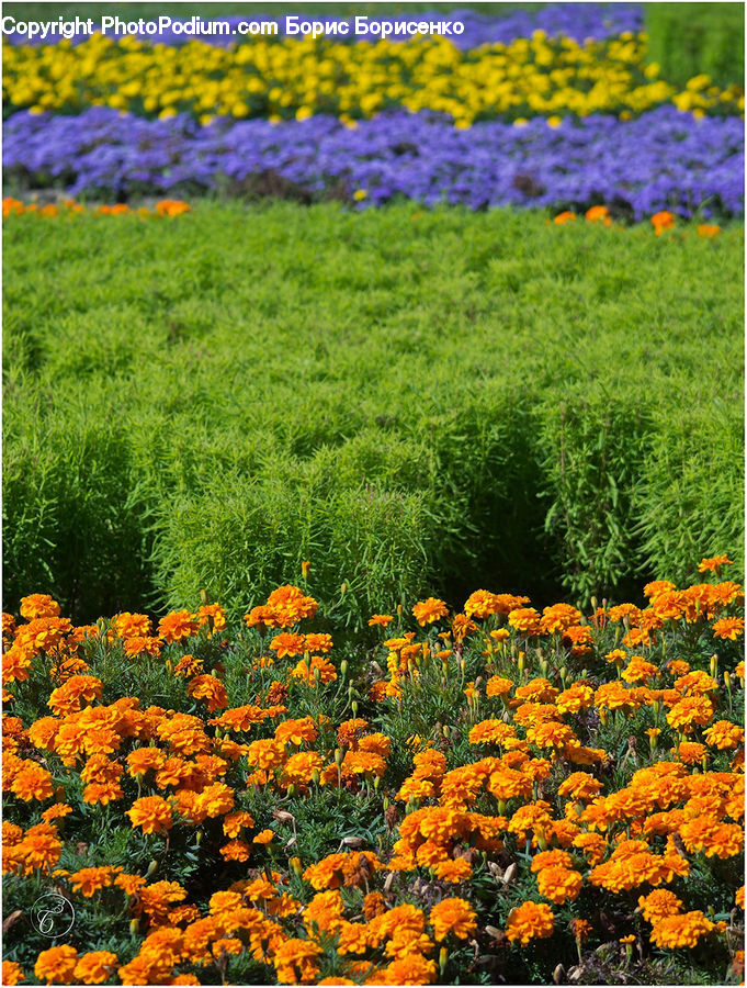 Blossom, Flora, Flower, Plant, Tulip, Herbal, Herbs