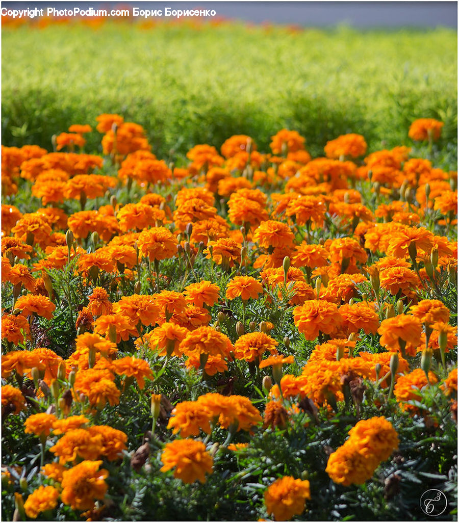 Flora, Flower, Plant, Treasure Flower, Field, Blossom, Poppy
