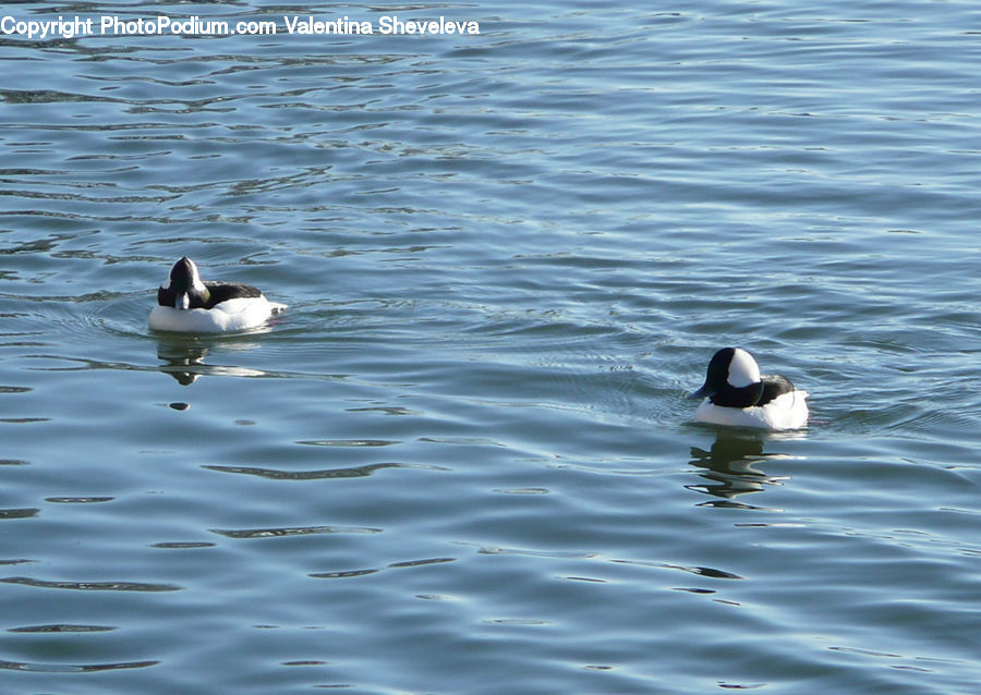 Bird, Duck, Teal, Waterfowl, Goose, Animal, Fish