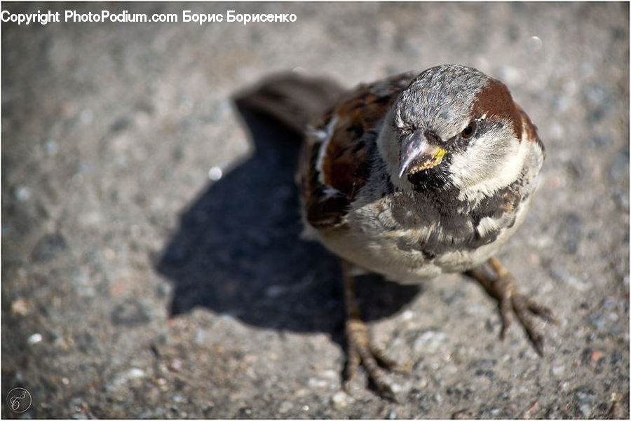 Dung Beetle, Insect, Invertebrate, Bird, Sparrow, Quail, Partridge