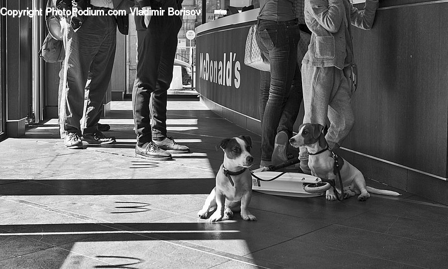 People, Person, Human, Animal, Canine, Dog, Labrador Retriever