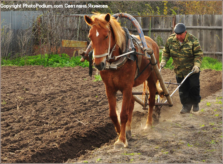 Army, Military, Person, Soldier, Carriage, Horse Cart, Vehicle